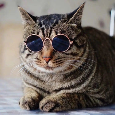 Lovely Vintage Round Pet Sunglasses, Small to Medium Dogs Cute Sunnies, Super Cute Heart Sunglasses for Tiny Dogs in pink or yellow, Sunglasses for Cats & Dogs, Cute Pet Sunglasses 25